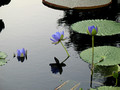 Water Lilies, Longwood Garden, PA