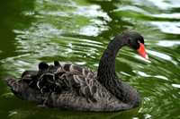 Black Swan - Hawaii