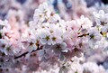 Cherry Blossoms, Branch Brook Park, NJ